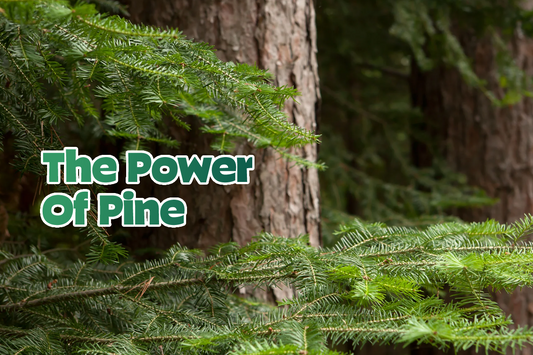 The Power of Pine: Why We Use Natural Pine Extracts in Our Soap