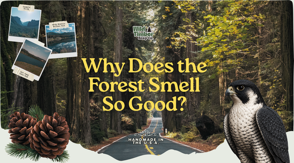 Why Does the Forest Smell So Good?
